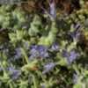 Thumbnail #3 of Salvia californica by Xenomorf