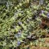 Thumbnail #2 of Salvia californica by Xenomorf