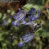 Thumbnail #4 of Salvia californica by Xenomorf