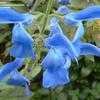 Thumbnail #2 of Salvia patens by bootandall