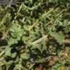 Thumbnail #5 of Salvia californica by Xenomorf