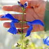 Thumbnail #4 of Salvia patens by AnniesAnnuals