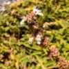 Thumbnail #2 of Salvia  by Siirenias