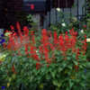 Thumbnail #3 of Salvia splendens by typwc