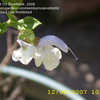 Thumbnail #1 of Salvia chamelaeagnea by annette68