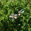 Thumbnail #4 of Salvia chamelaeagnea by growin