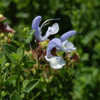 Thumbnail #5 of Salvia chamelaeagnea by growin