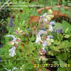 Thumbnail #2 of Salvia chamelaeagnea by annette68