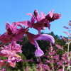 Thumbnail #2 of Salvia canariensis by Kell