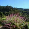 Thumbnail #4 of Salvia canariensis by Kell