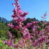 Thumbnail #5 of Salvia canariensis by Kell