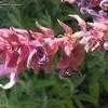 Thumbnail #3 of Salvia canariensis by Xenomorf