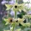Thumbnail #4 of Salvia pratensis by poppysue