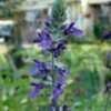Thumbnail #1 of Salvia muelleri by rparker2