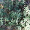 Thumbnail #2 of Salvia clevelandii by palmbob