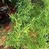 Thumbnail #2 of Salvia namaensis by Happenstance