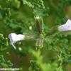 Thumbnail #1 of Salvia namaensis by Happenstance
