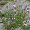 Thumbnail #3 of Salvia  by ecrane3