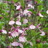 Thumbnail #4 of Salvia  by ecrane3