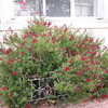 Thumbnail #4 of Salvia greggii by DesertPirate