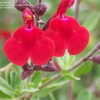 Thumbnail #5 of Salvia greggii by DesertPirate