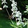 Thumbnail #3 of Salvia farinacea by Sheila_FW