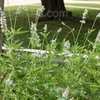 Thumbnail #1 of Salvia farinacea by Sheila_FW