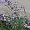 Thumbnail #1 of Salvia coahuilensis by jkom51