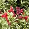 Thumbnail #4 of Salvia greggii by saya