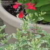 Thumbnail #1 of Salvia greggii by Marilynbeth