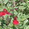 Thumbnail #5 of Salvia greggii by Marilynbeth