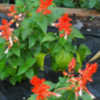 Thumbnail #2 of Salvia splendens by dicentra63