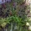Thumbnail #2 of Salvia spathacea by Siirenias