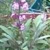 Thumbnail #1 of Salvia officinalis by Baa