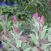 Thumbnail #2 of Salvia officinalis by Baa