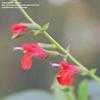 Thumbnail #2 of Salvia blepharophylla by Gerris2