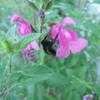 Thumbnail #1 of Salvia greggii by philomel