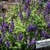 Thumbnail #1 of Salvia nemorosa by handhelpers