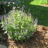 Thumbnail #3 of Salvia nemorosa by ericmg01