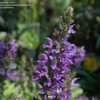 Thumbnail #4 of Salvia nemorosa by DaylilySLP