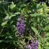 Thumbnail #5 of Salvia nemorosa by DaylilySLP
