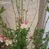 Thumbnail #3 of Salvia x jamensis by lisamr