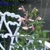 Thumbnail #1 of Salvia x jamensis by yvana