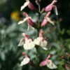 Thumbnail #5 of Salvia x jamensis by Calif_Sue