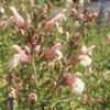 Thumbnail #4 of Salvia x jamensis by saya