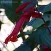 Thumbnail #2 of Salvia splendens by mjsponies