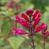 Thumbnail #2 of Salvia pulchella x involucrata by growin