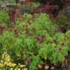 Thumbnail #5 of Salvia splendens by Loretta_NJ