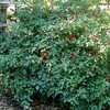 Thumbnail #3 of Salvia splendens by mjsponies