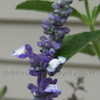 Thumbnail #1 of Salvia farinacea by DaylilySLP